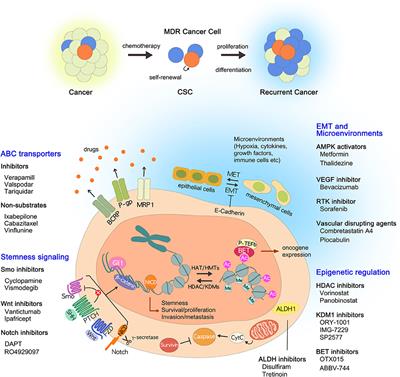 Cancer Stem Cells as a Potential Target to Overcome Multidrug Resistance